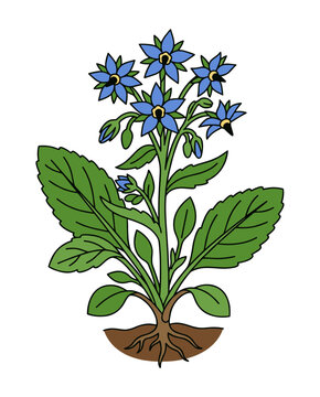 Blue borage plant with flowers and roots botanical vector illustration isolated on white background