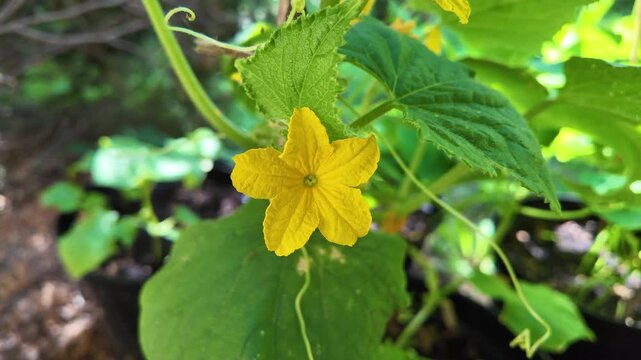 Cucumber flower close up