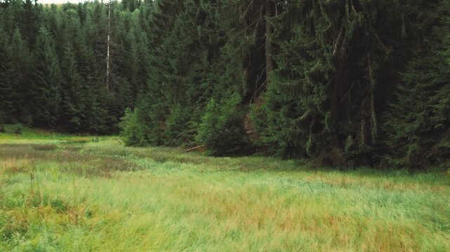 A dense evergreen forest borders a grassy meadow with patches of brown and green.