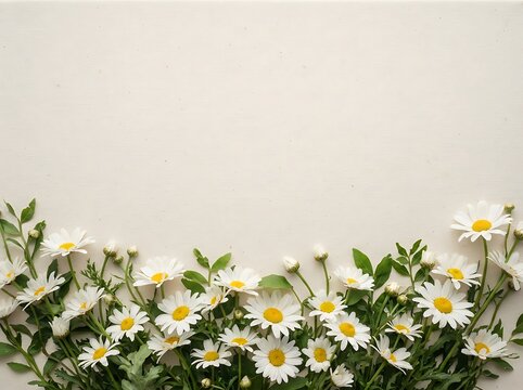 Fresh white daisy flowers border on a light gray background