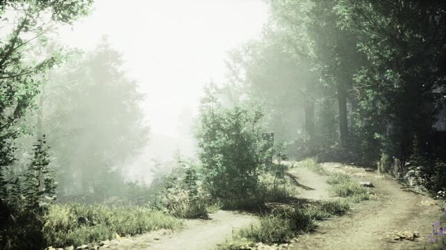 Bright foggy path bathed in soft light overexposed glow, softened tree silhouettes, grassy verge, dreamlike atmosphere suited for mindfulness app backgrounds