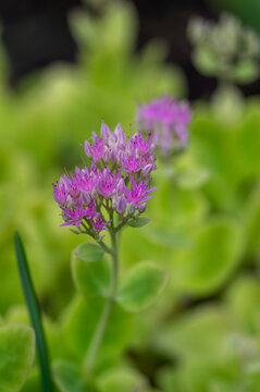 Purple Stonecrop flowers blooming above succulent foliage with delicate pink blossoms and soft green background in late summer