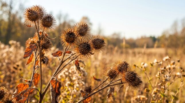 Dried burdock seed heads in an autumn field with warm sunlight and shallow depth of field