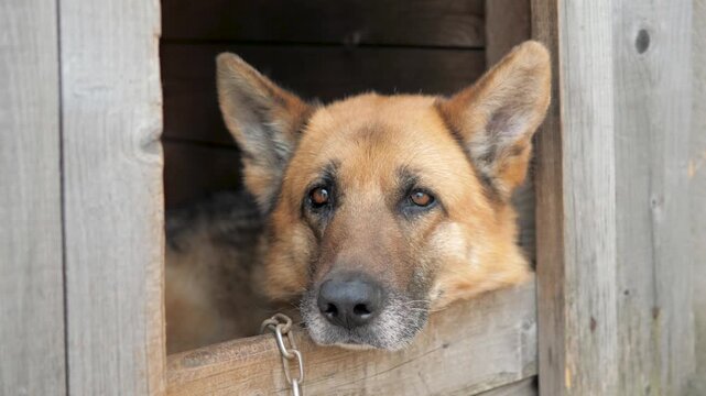 Alone german shepherd dog with sad eyes resting head on wooden kennel entrance, looking out with bored and melancholic expression while waiting owner to return. Dog in kennel are chained up. Guard dog