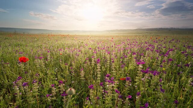 Scenic wide landscape of a beautiful blooming wildflower meadow under a bright sun at sunset. Cinematic countryside nature footage with purple flowers and a golden evening sky for travel and wellness 