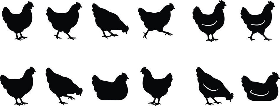 Set of black chicken silhouettes for farm design elements in a professional animal vector graphic collection