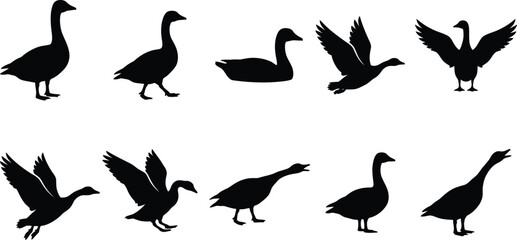Set of black goose silhouettes in various poses as a high quality animal vector illustration design © Samsul