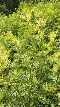 Common ragweed Ambrosia artemisiifolia plant destructive weed that threatens agriculture, ruins biodiversity, and triggers severe seasonal allergies, vertical video.