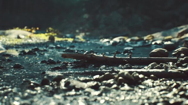 Cooltoned creek with scattered logs and pebbles under early morning light, droplets catching gleam, quiet conservation research setting and meditative field