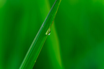 Minimalistyczna makrofotografia kropli rosy na źdźble trawy (Poaceae). Symbolizuje świeżość, naturę i poranek. Idealne do projektów ekologicznych i dotyczących zdrowego stylu życia.