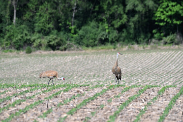 Fototapeta premium Two Sandhill Cranes