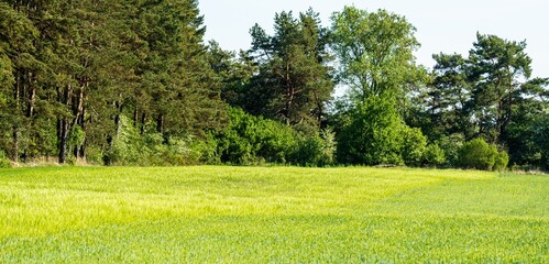 Słoneczna letnia łąka na skraju lasu. Widoczna roślinność (Ranunculus) i soczysta zieleń drzew. Idealne zdjęcie natury, spokoju i ekologii w polskim krajobrazie. © Henryk Niestrój