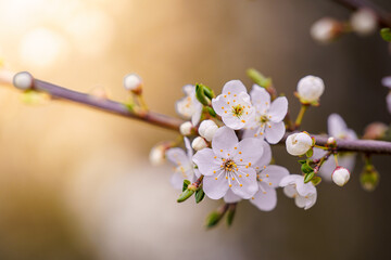 Delikatne białe kwiaty śliwy (Prunus) na gałązce w wiosennym słońcu. Makrofotografia kwitnącego drzewa owocowego, symbol odrodzenia natury i piękna wiosny. Idealne zdjęcie stockowe o wiosennej tematyc © Henryk Niestrój