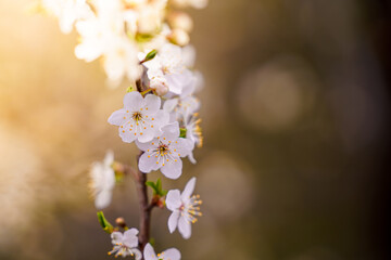 Delikatne białe kwiaty śliwy (Prunus) na gałązce w wiosennym słońcu. Makrofotografia kwitnącego drzewa owocowego, symbol odrodzenia natury i piękna wiosny. Idealne zdjęcie stockowe o wiosennej tematyc © Henryk Niestrój