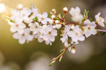 Delikatne białe kwiaty śliwy (Prunus) na gałązce w wiosennym słońcu. Makrofotografia kwitnącego drzewa owocowego, symbol odrodzenia natury i piękna wiosny. Idealne zdjęcie stockowe o wiosennej tematyc © Henryk Niestrój