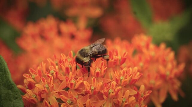 Honey Bee Pollinates Garden Flowers in Macro Insect Bug Closeup | Maine Wildlife