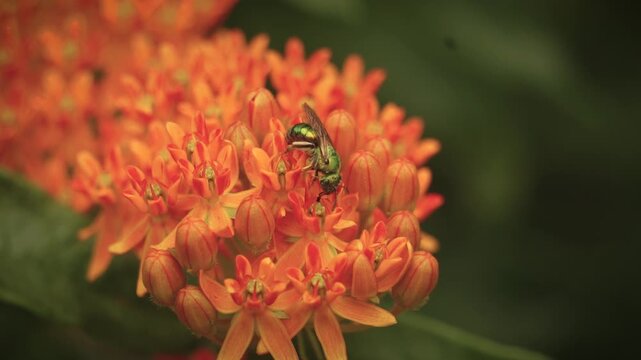 Metallic Green Sweat Bee Pollinates Garden Flowers in Macro Insect Bug Closeup | Maine Wildlife