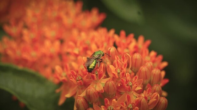 Metallic Green Sweat Bee Pollinates Garden Flowers in Macro Insect Bug Closeup | Maine Wildlife
