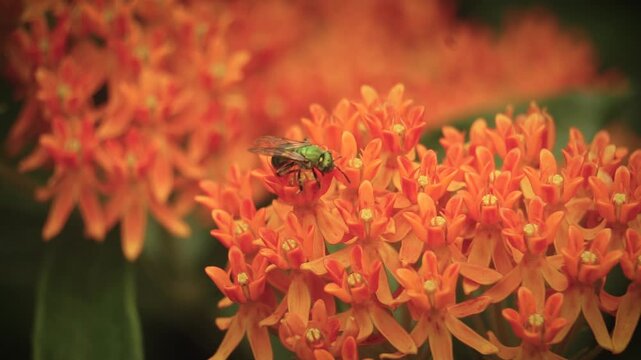 Metallic Green Sweat Bee Pollinates Garden Flowers in Macro Insect Bug Closeup | Maine Wildlife