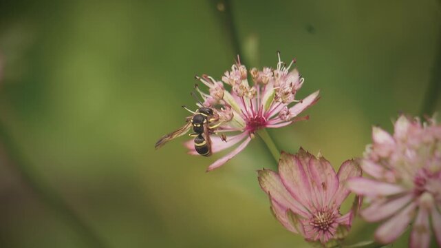 Black and White Striped Potter Wasp Drinks Flower Nectar in Macro Insect Bug Closeup | Maine Wildlife