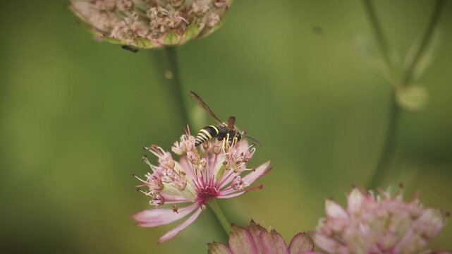 Black and White Striped Potter Wasp Drinks Flower Nectar in Macro Insect Bug Closeup | Maine Wildlife