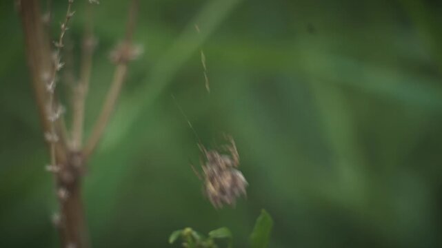 Orb Weaver Spider Spins Web in Macro Insect Spider Closeup | Maine Wildlife