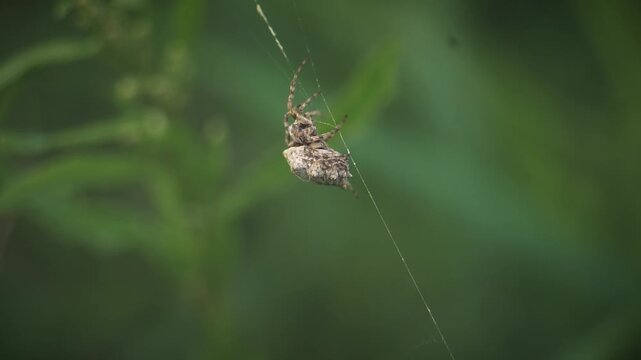 Orb Weaver Spider Spins Web in Macro Insect Spider Closeup | Maine Wildlife