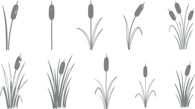 Set of cattail plants, bulrush silhouettes, aquatic marsh vegetation, reed grass icons, vector illustration