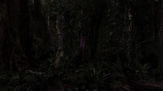 Ancient trees towering in low light, dense moss and tangled roots create primeval atmosphere, heavy canopy limits sky visibility and evokes mystical