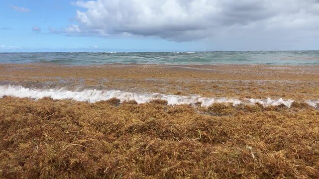 Piles of sargassum seaweed washed up on Caribbean beach shoreline in St Kitts and Nevis