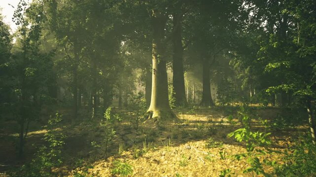 Sunlit austrian forest clearing latesummer warmth and soft air, gentle breeze moving understory, open pocket of light perfect for slow travel imagery