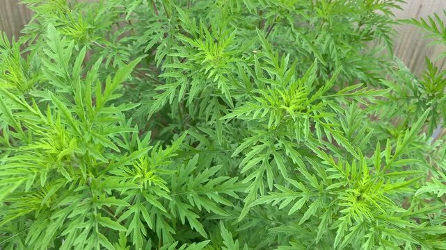 Ambrosia artemisiifolia plant in natural outdoor setting, showing detailed botanical appearance. Short close-up footage for scientific, educational, and botanical use.