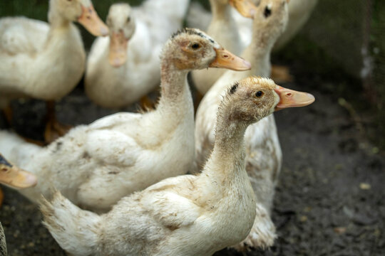Ducks are seen together in a muddy area on a farm. The scene captures their natural behavior as they move around and interact with each other in the afternoon light