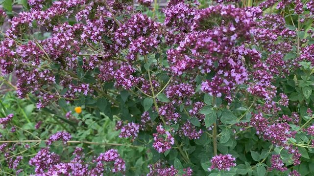 Origanum vulgare plant in a natural outdoor setting, showing detailed botanical appearance of the herb. Short footage for scientific, educational, botanical, and nature-related use