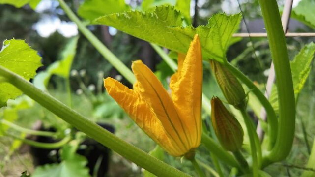 Zucchini flower close up 