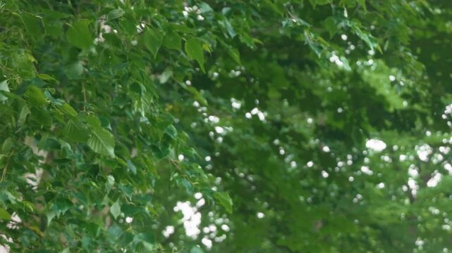 Green forest branches of a broadleaf tree