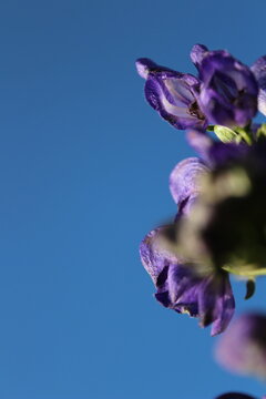 Vertical macro shot of blue aconite monkshood flowers with artistic soft focus bokeh