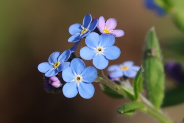 myosotis © pia