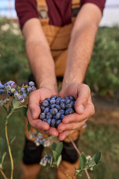 Farmer holding fresh blueberries on a farm.