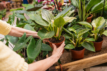 Woman shopping for houseplants in garden center © Jordi Mora