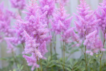 Obraz premium Pink astilbe flowers blooming in garden in daylight