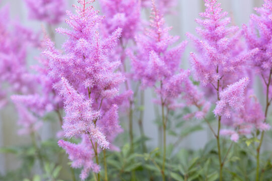 Pink astilbe flowers blooming in garden in daylight