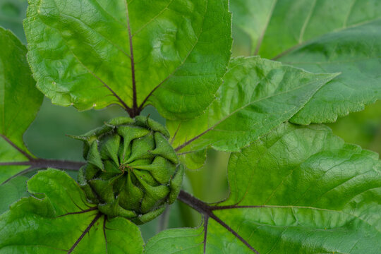 Sunflower bud before blooming, close up of growing sunflower plant