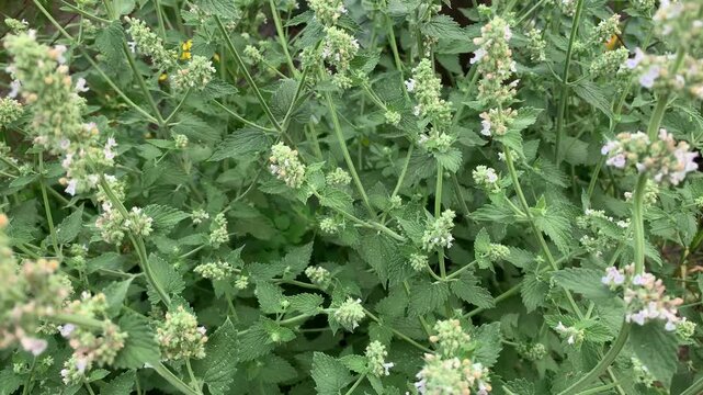 Nepeta cataria (catnip) plant, showing its natural appearance for botanical and educational use. Simple close view of the plant, suitable for nature, science, and plant identification content.