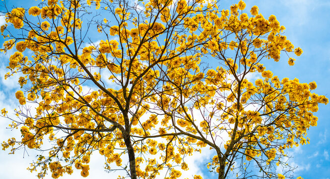 &Aacute;rbol de guayac&aacute;n amarillo en plena floraci&oacute;n bajo un cielo azul con nubes