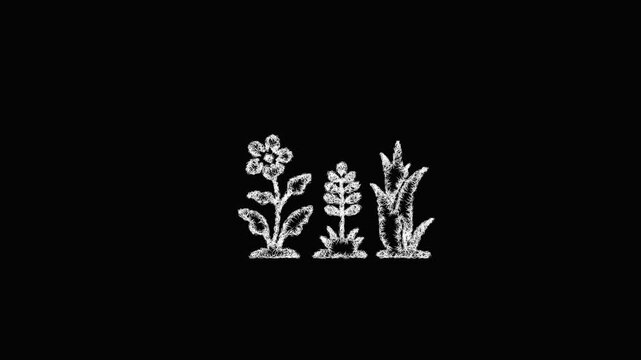 Sketch native plants icon animation - smooth progressive reveal