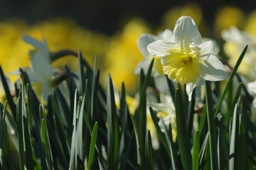 Obraz premium jonquilles