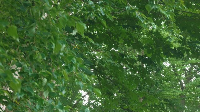 Green forest branches of a broadleaf tree