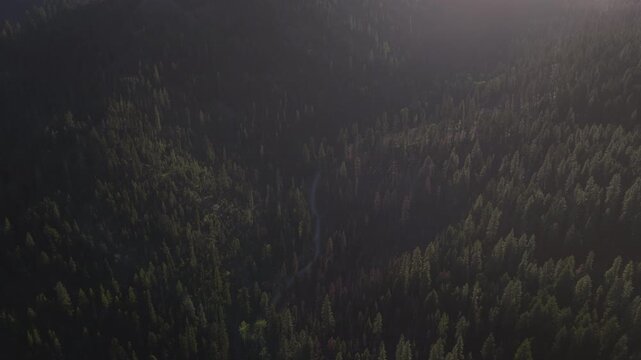 Aerial of dense coniferous Wenatchee national forest and winding road Cle Elum Washington at sunset