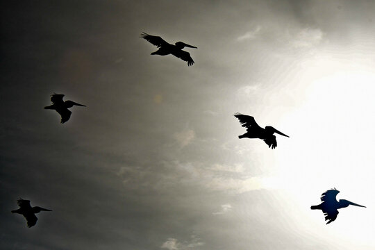 Silhouette of five Brown Pelicans flying toward the sun, Bodega Bay, California 
